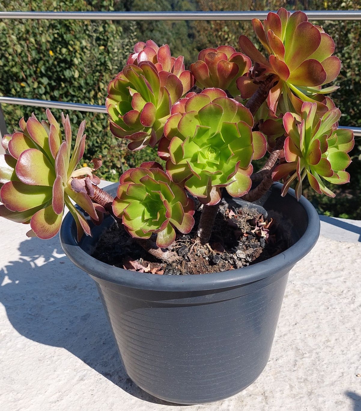 Planta Suculenta Aeonium arboreum