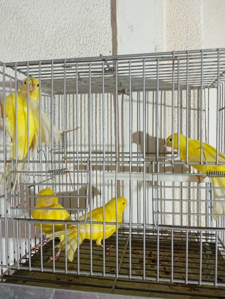 Canários Arlequim, amarelos intensos e vermelhos