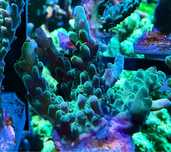 Acropora szczepka koralowiec