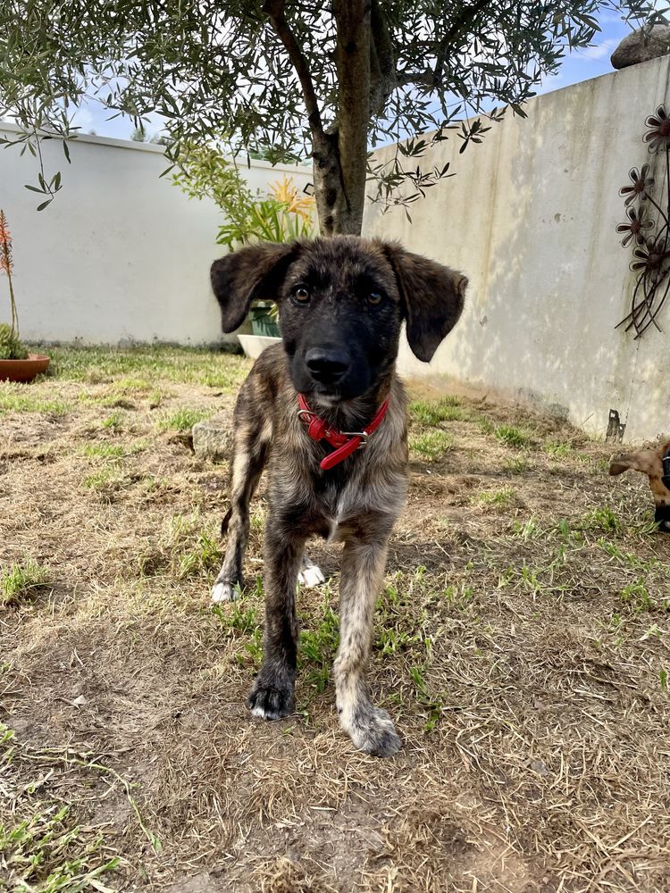 Cachorro porte medio