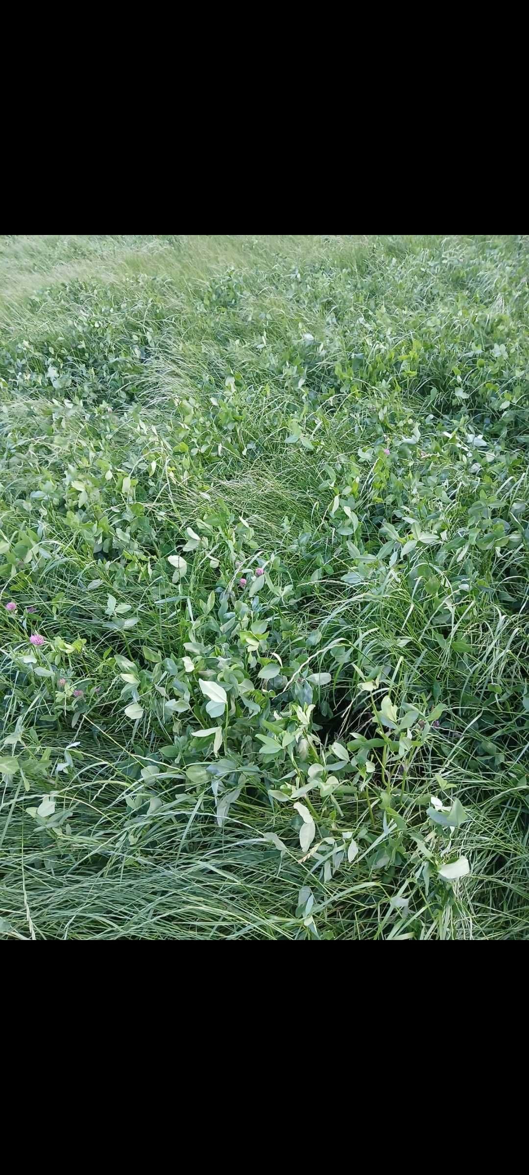 Sianokiszonka trawa z kończyną, bele 130
