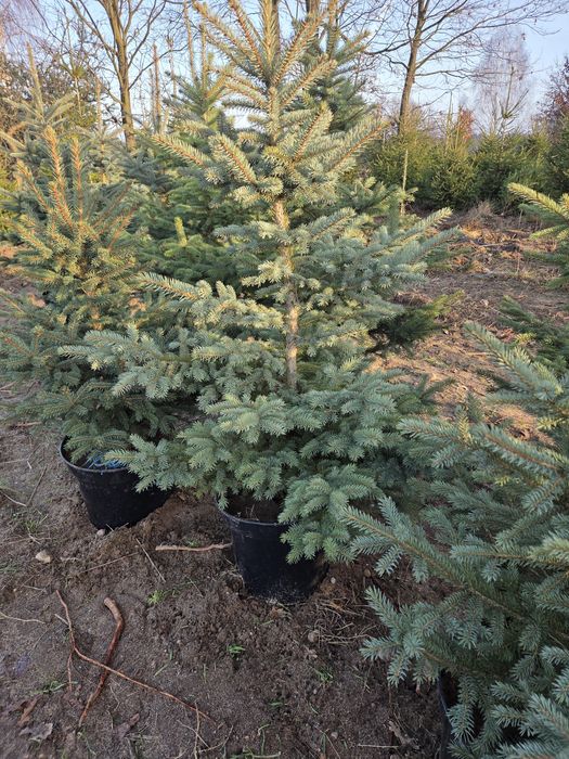 Choinki świerk srebny,serbski, pospolity