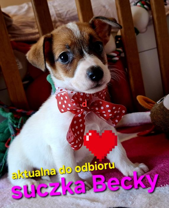 Malutka Sisi Jack JUŻ DO ODBIORU tata FCI RODZICEw  hodowli
