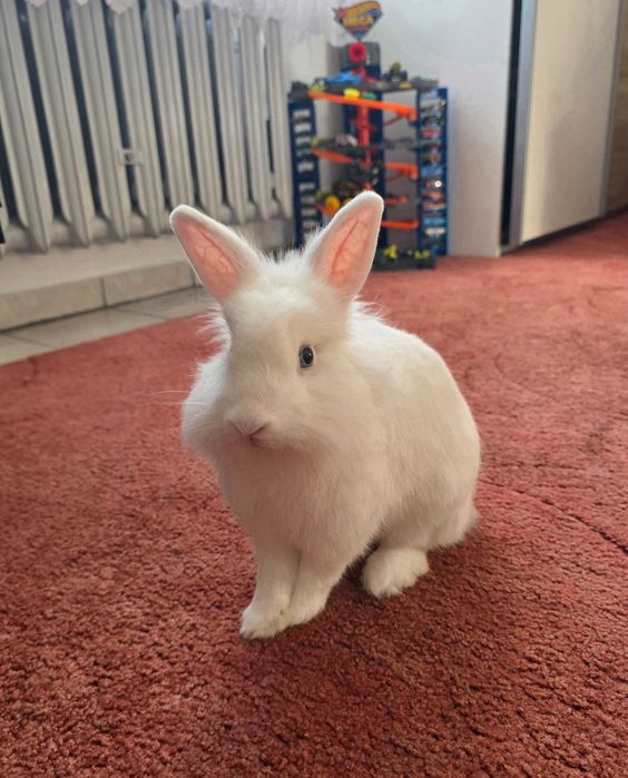 Biały królik miniaturka