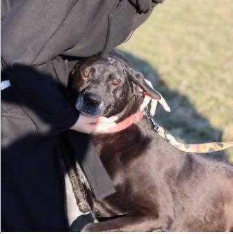 Bolek w typie labradora do adopcji