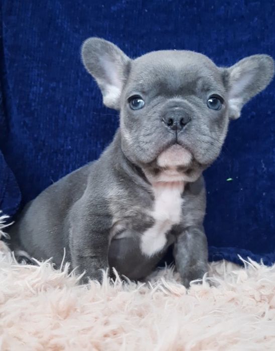 Найкращий  цуцик