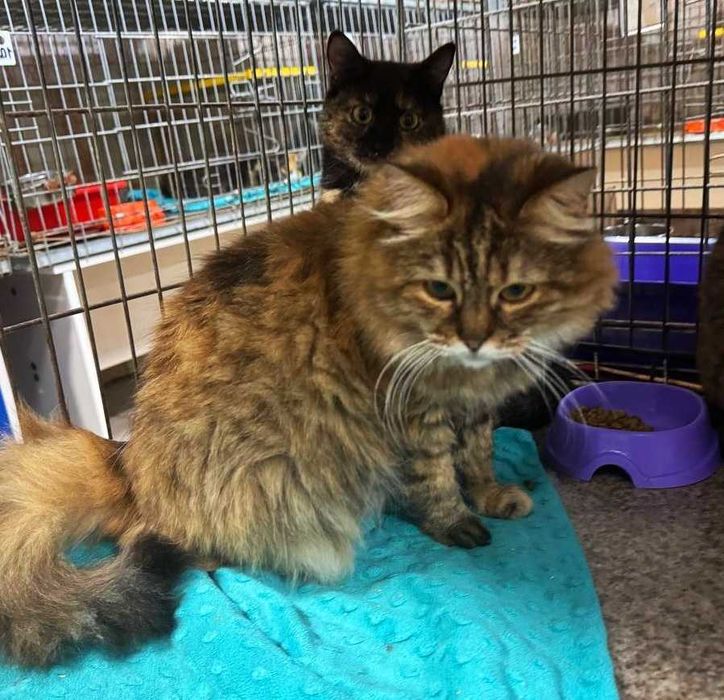 Симпатична пухнаста Марфуша шукає дім! кішка кіт кошеня