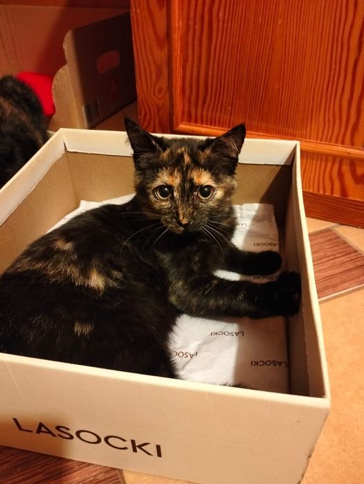 Kochajaca zabawna kotke oddam w dobre ręce