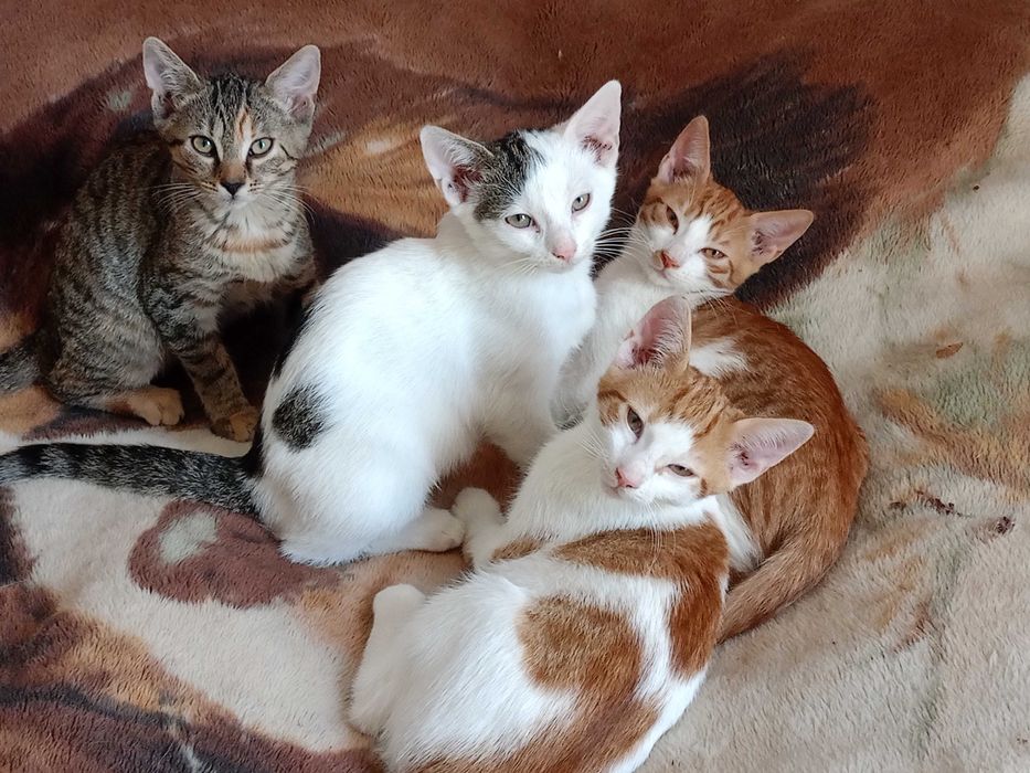 Kociaki czekają na domy