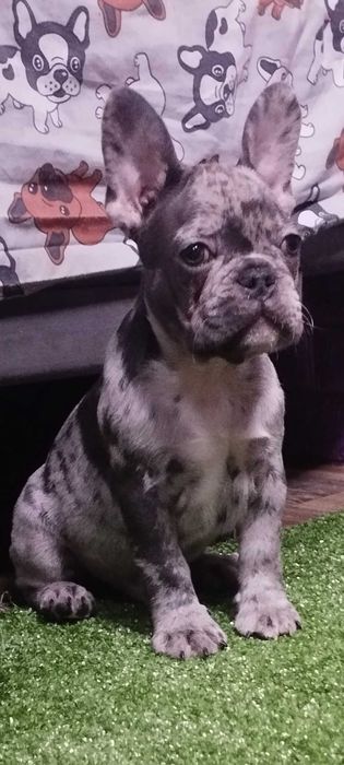 Маленький хлопчик в мерле окрасі