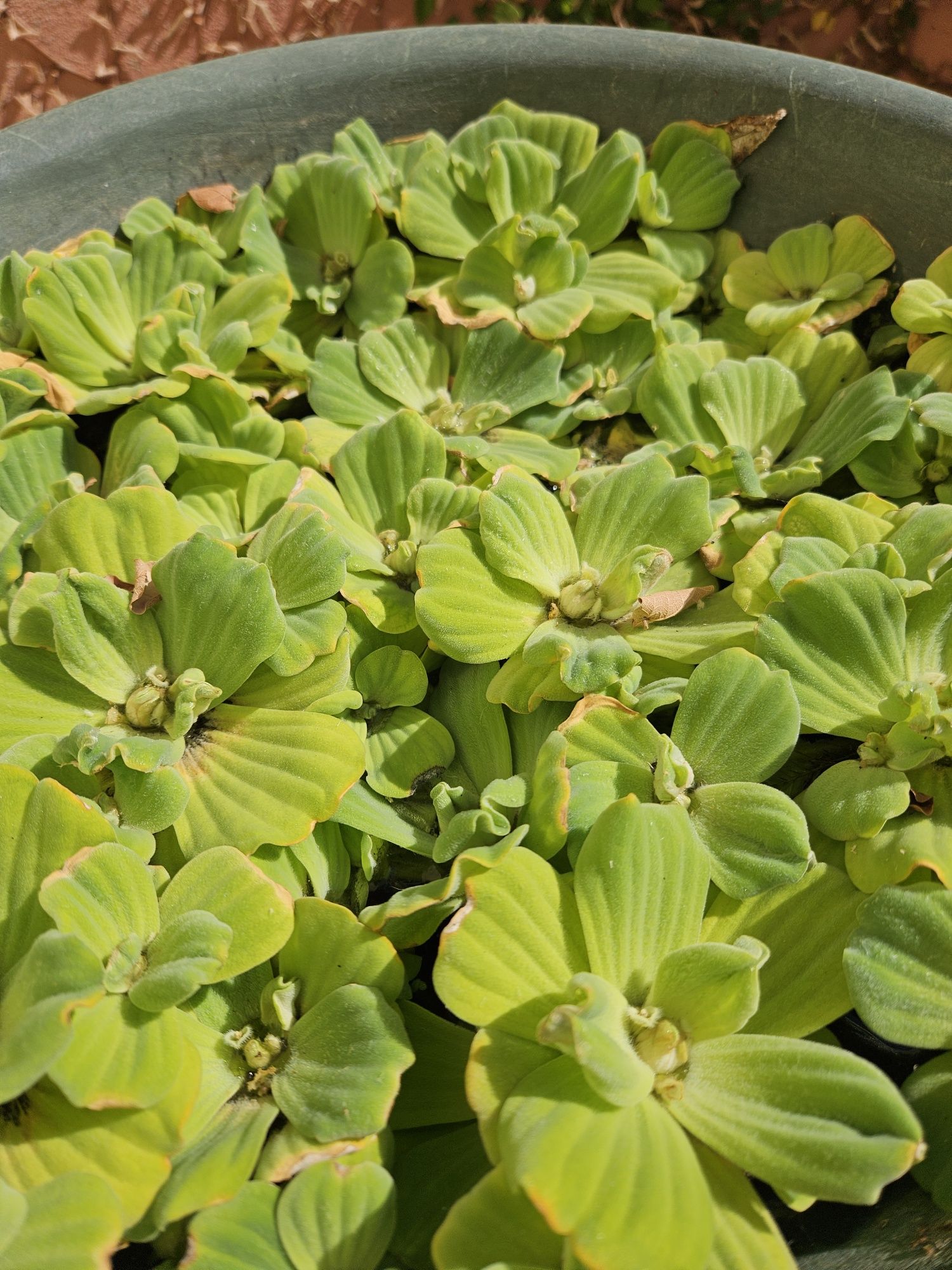 10 plantas de superfície para aquário ou lago