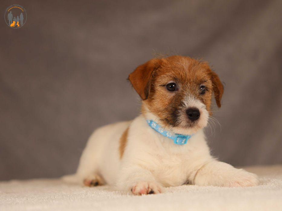 Jack Russell Terrier ZKwP FCI po Championie PL