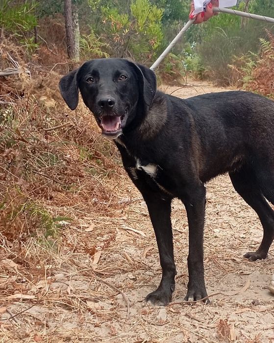 Ursi- cão de porte grande para adoção