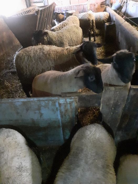 Animais super saudáveis, de genética pura