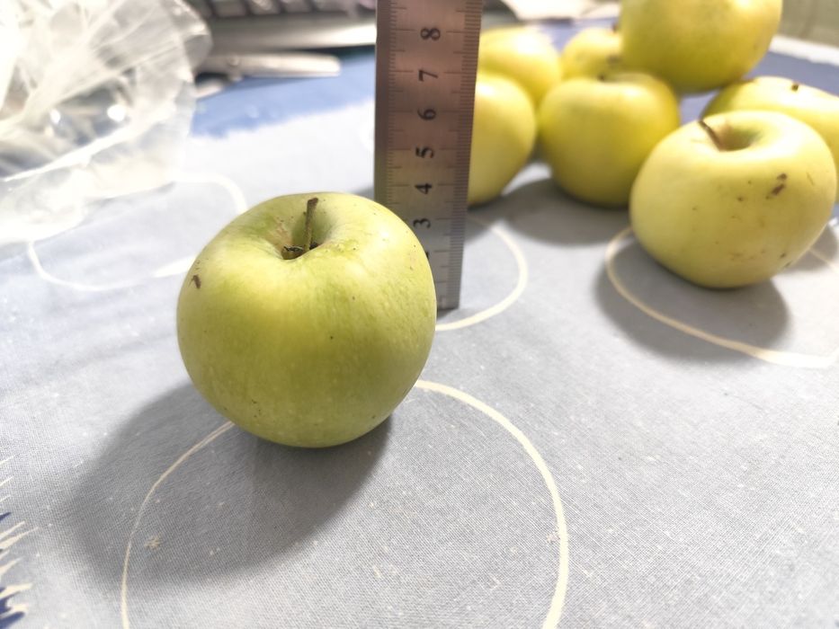 Мелкое Яблоки семеренка яблука