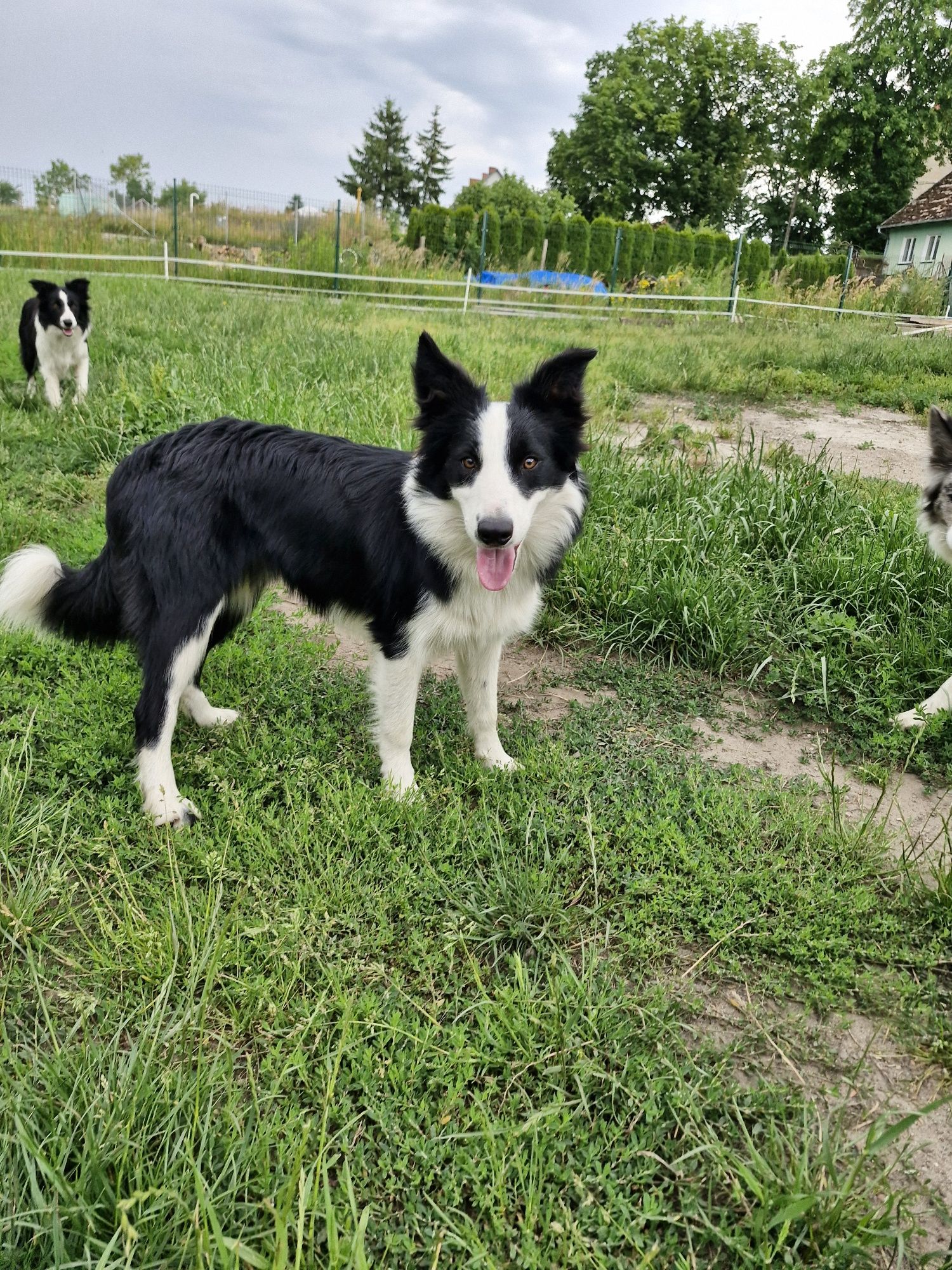 Border Collie ZKwP FCI linia vers - Ostatnie dwa szczeniaczki!