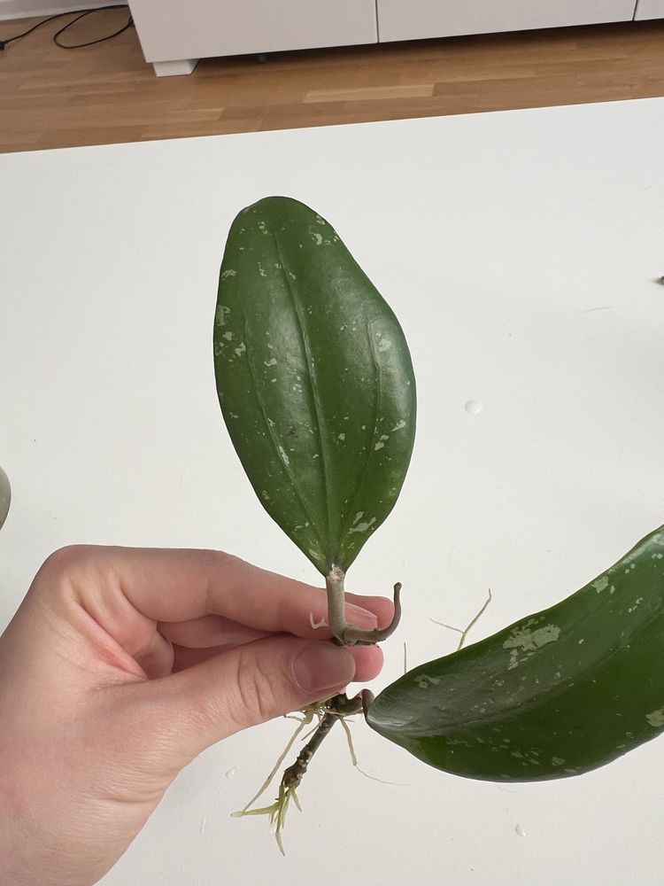 Hoja hoya North of Thailand