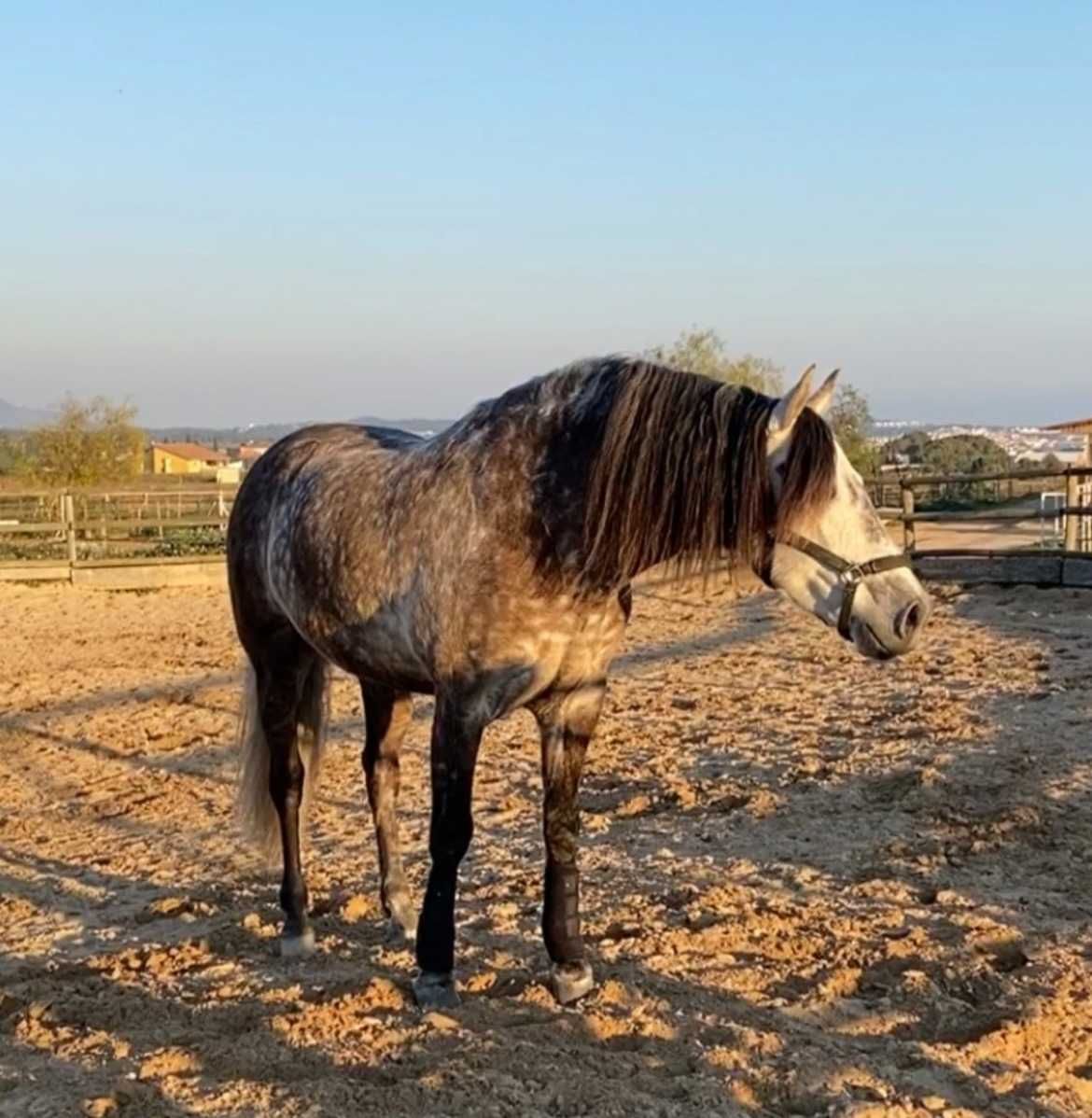 Cavalo PRE nivel doma SI-II, Saint George, das melhores origens