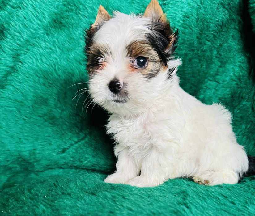 Malutki piesek biewer yorkshire terrier