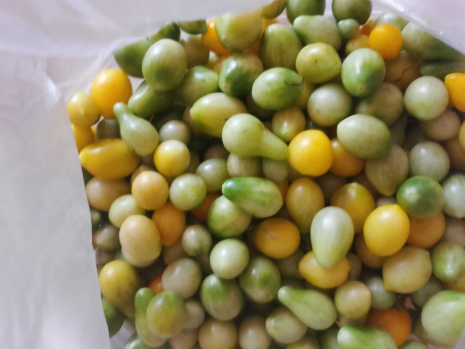 Pomidor Malinówka z 1908 roku najlepsza Malinówka nasiona dla królika