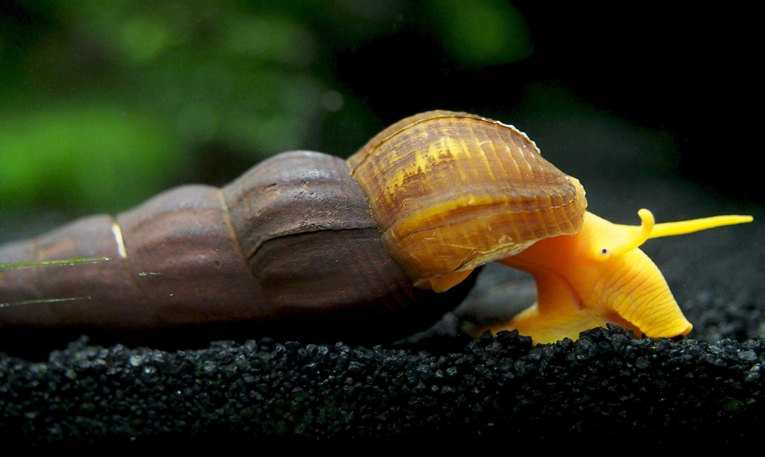 Ślimak Tylomelania orange - Tylomelania sp. Orange - dowóz, wysyłka