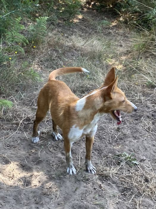 Podengo portugues Femea