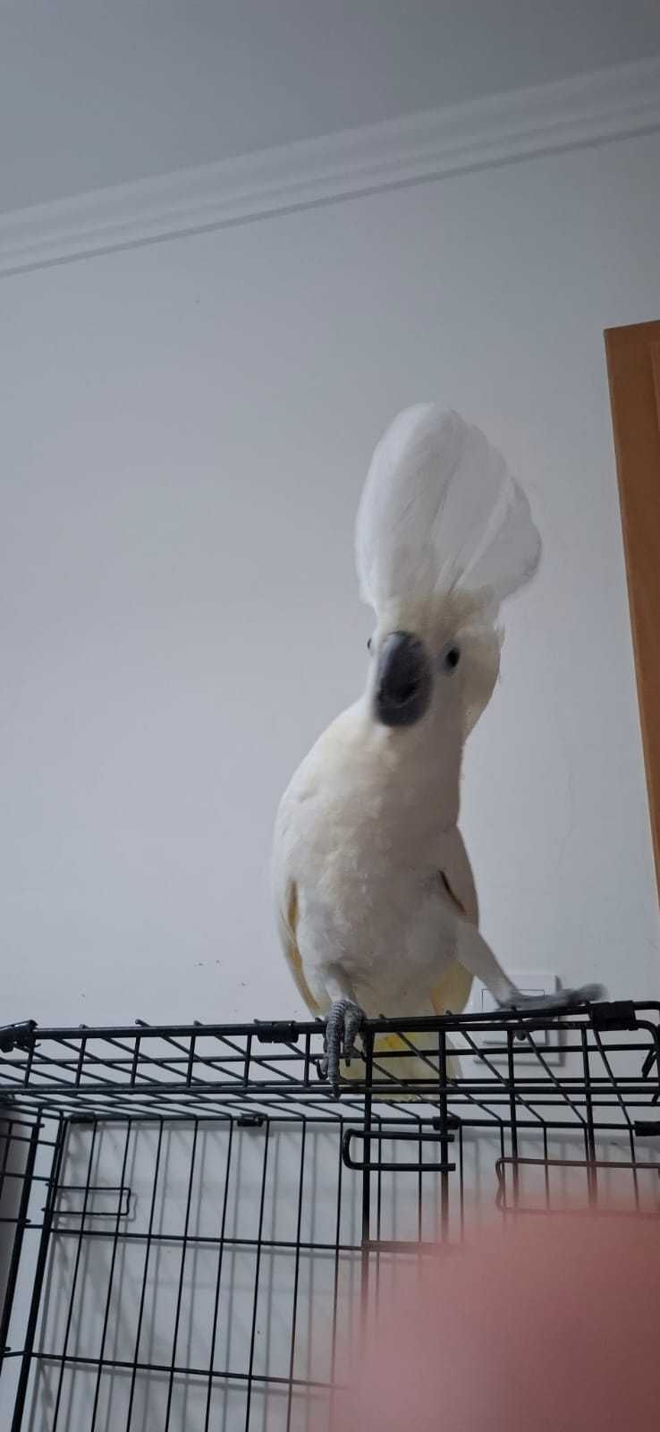 Catatua Alba, ave muito meiga