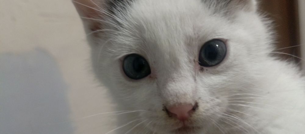 Małe kotki za darmo