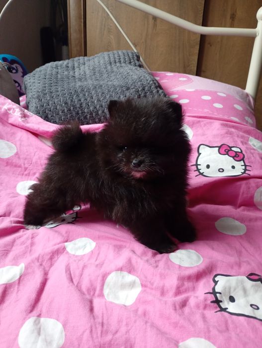 Szpic miniaturowy suczka