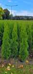 Tuja Smaragd 120 cm tuje 140 thuja szmaragd laurowisnia brabant olszty