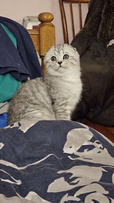 Шотландське кошеня