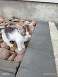 Kotek do adopcji