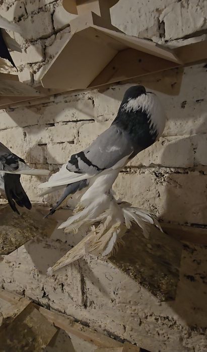 Garłacz Pomorski samiec 25