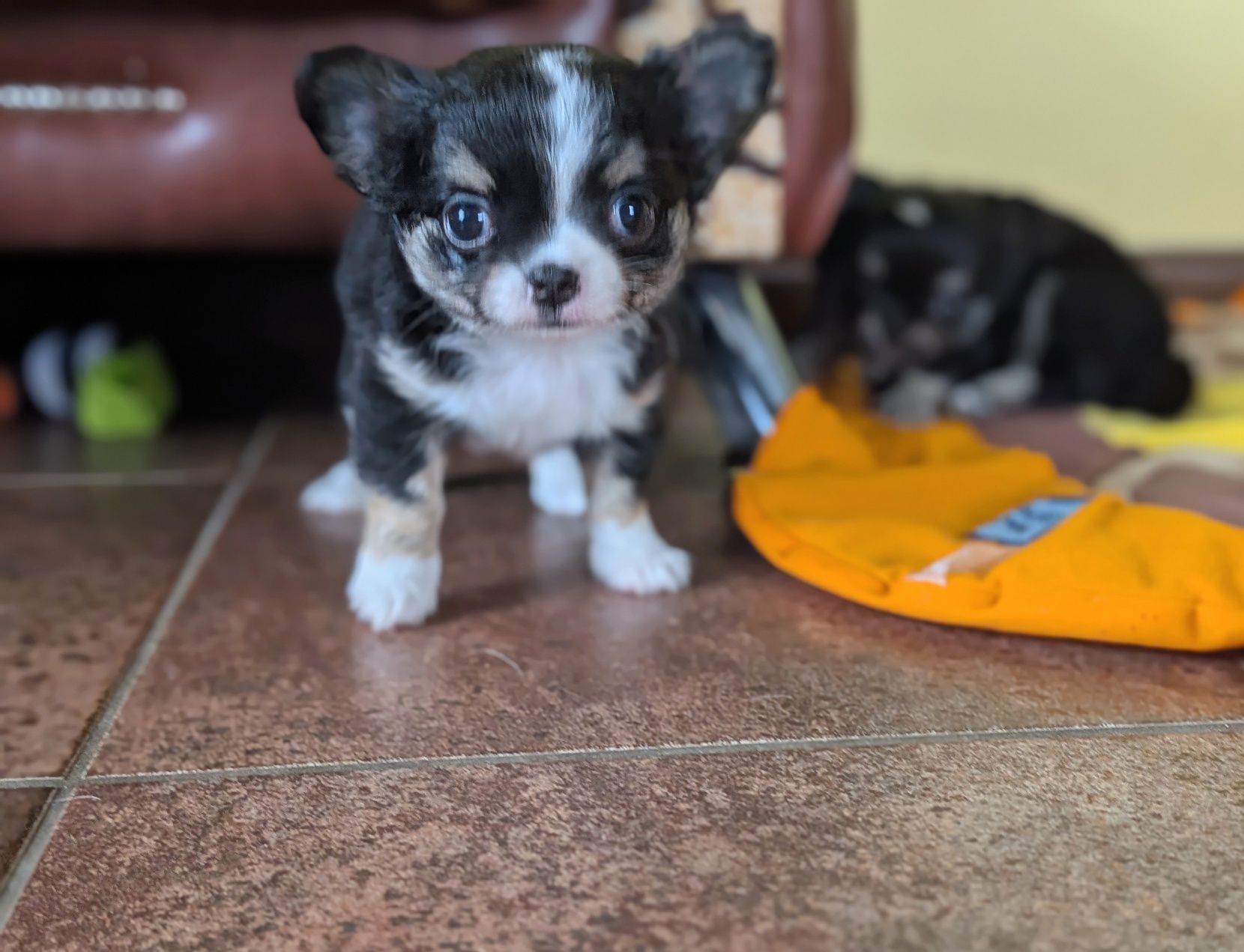Chihuahua długowłosy ZKwP  FCI