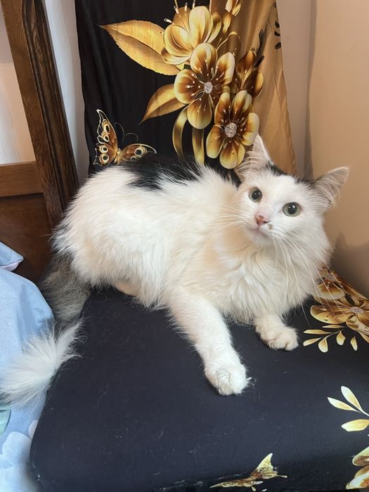 Cudowny kocurek Lizak szuka domku