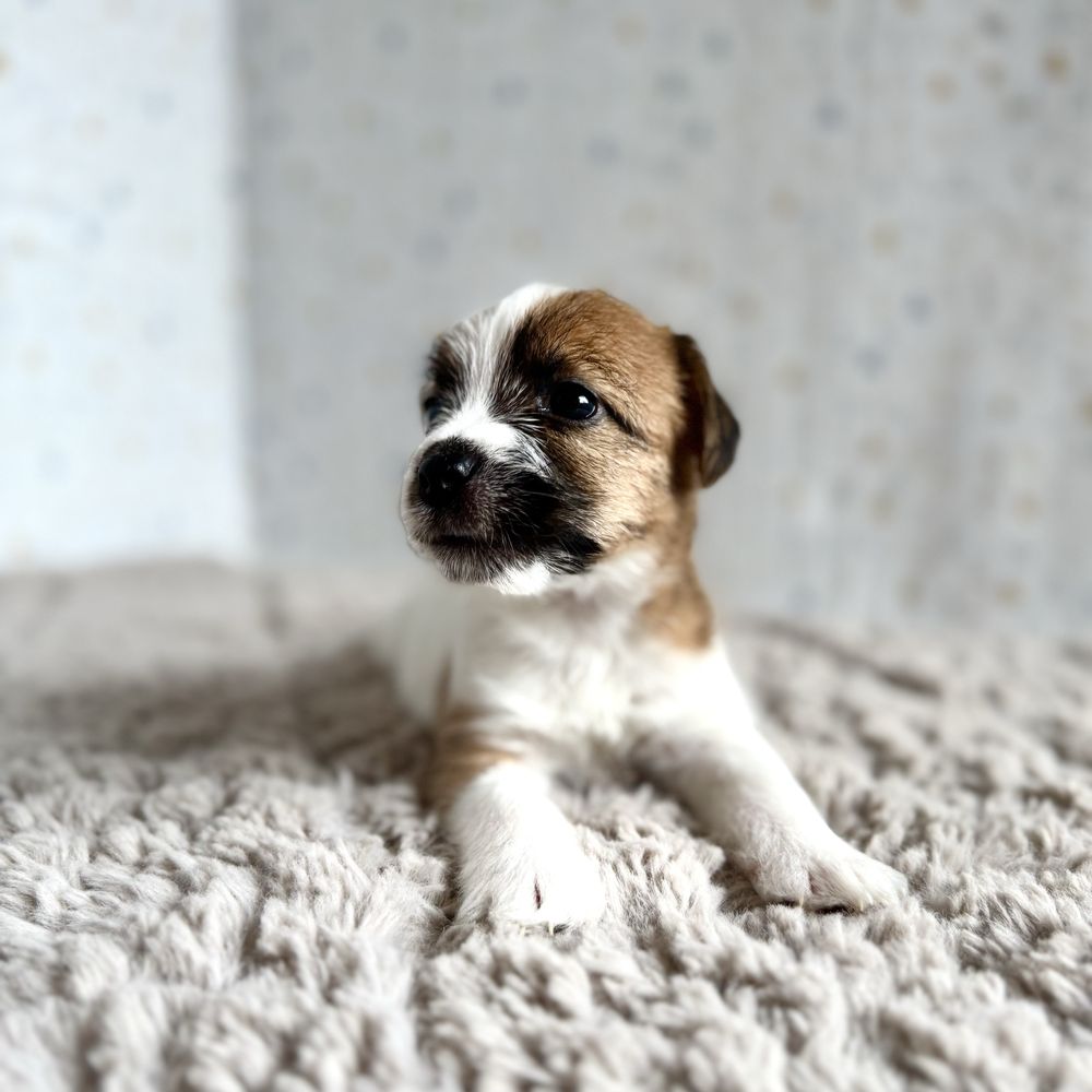 Jack Russell Terrier- biało- brązowa sunia z rodowodem ZKwP