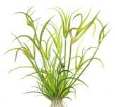 Venda plantas aquário