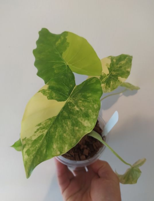 Алоказія Ганна Ауреа Alocasia Gageana Aurea