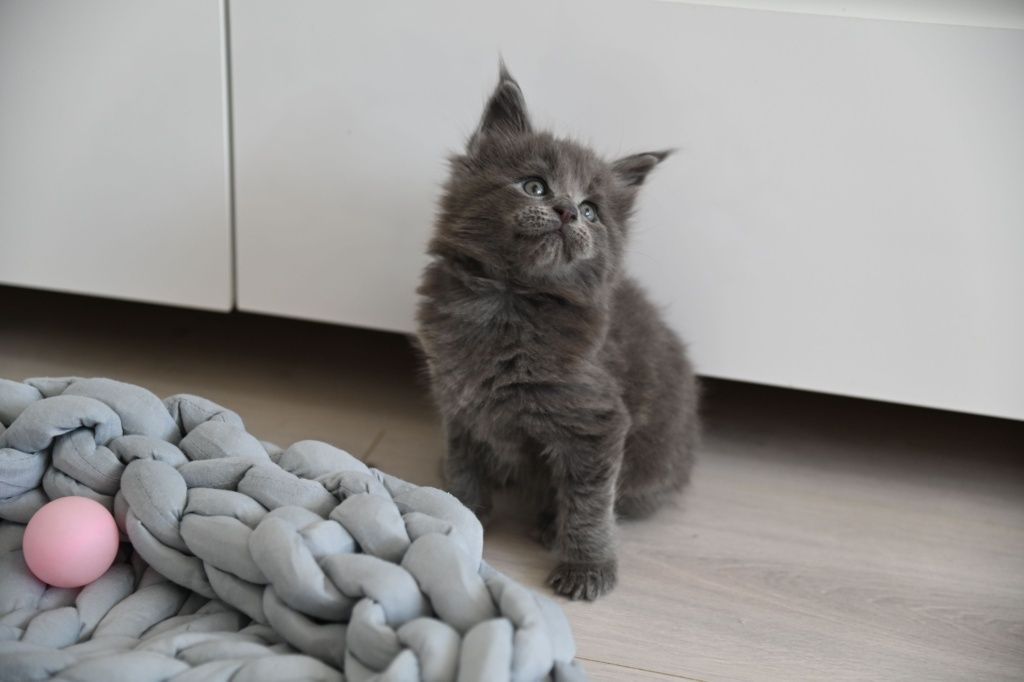 Holly niebieska koteczka Maine Coon