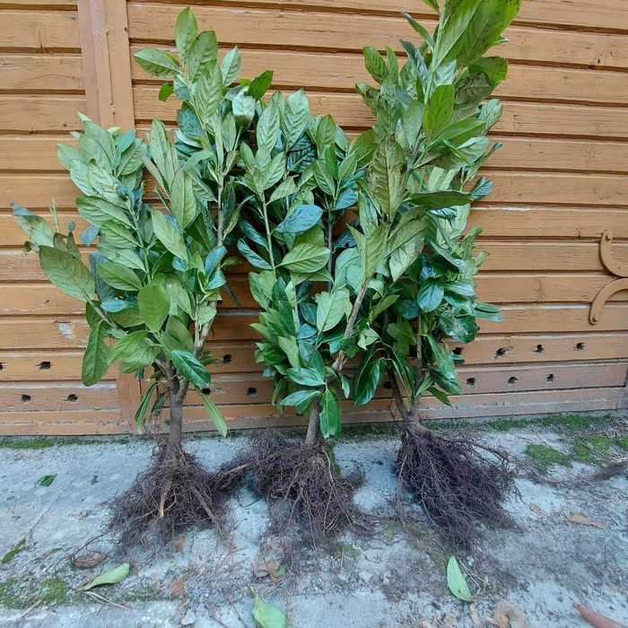 Laurowiśnia NOVITA 60-80cm sadzonki na żywopłot 3-krotnie cięta I Sort