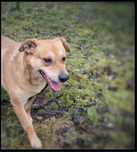 Max pies w typie Labradora