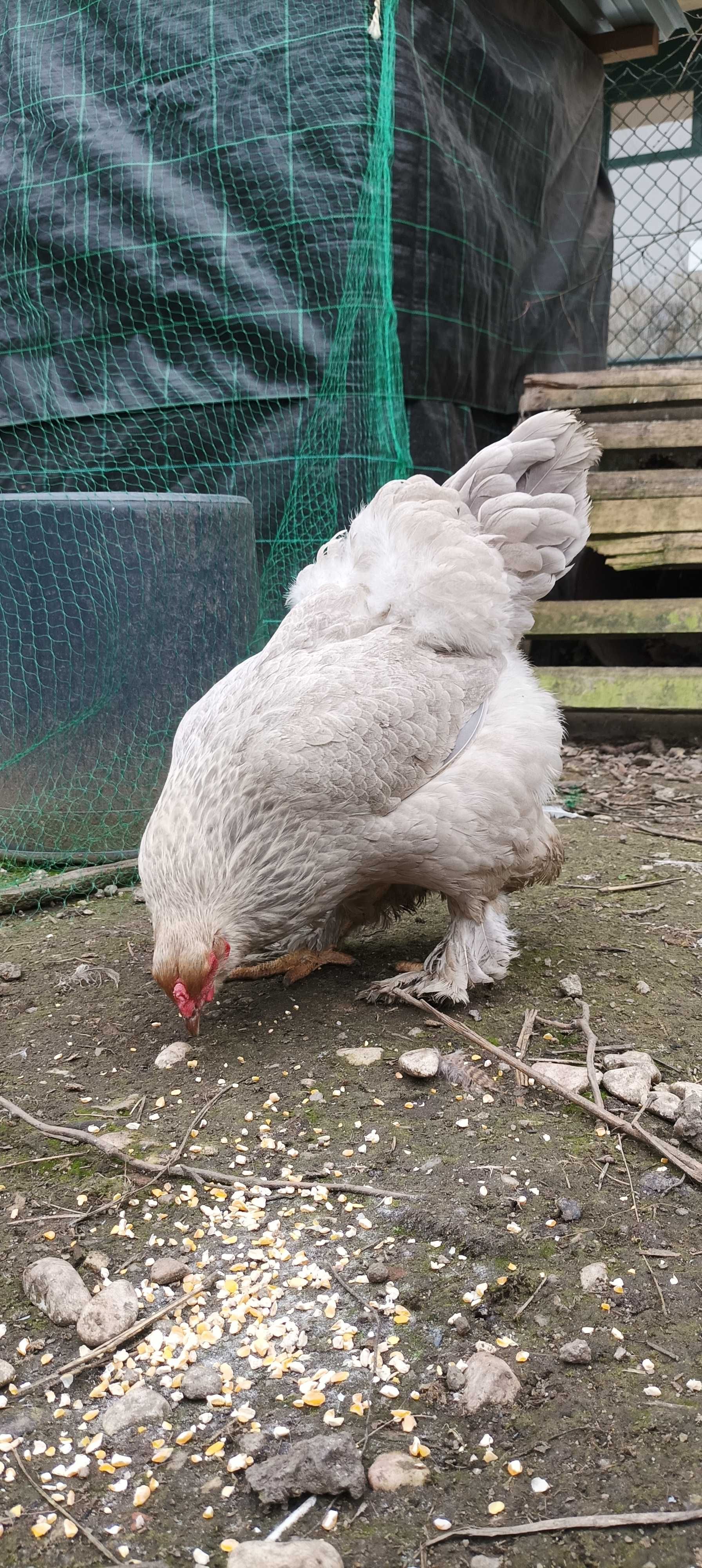 BRAHMA ISABELLA (ovos e aves)