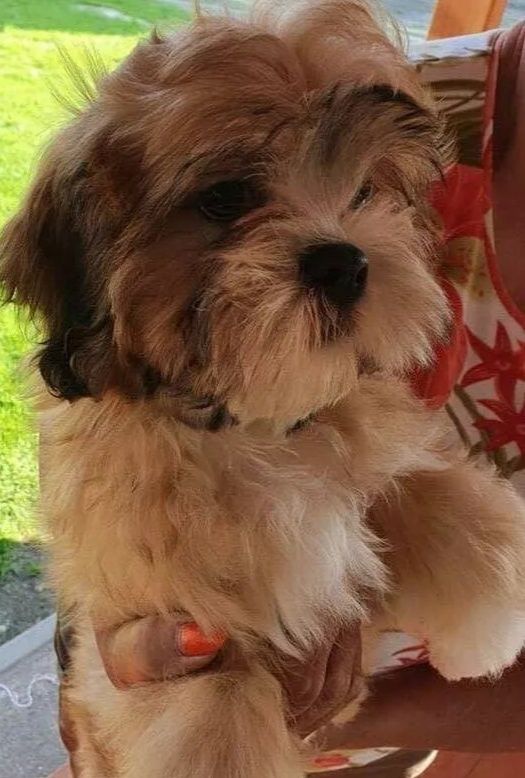 Lhasa apso kuzyn shih tzu