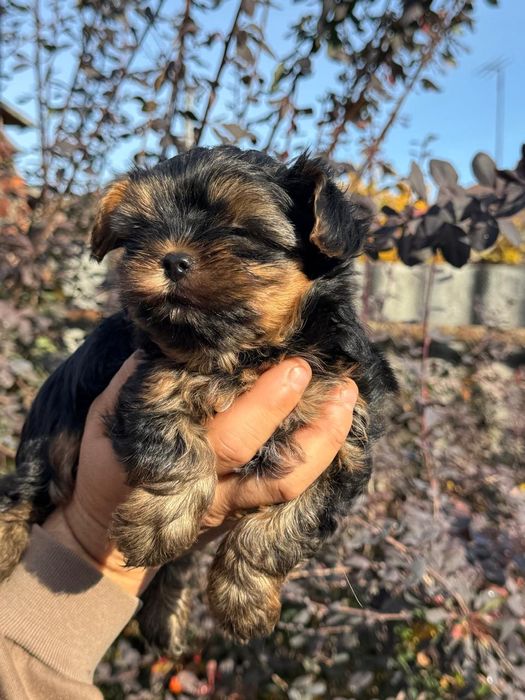 Йоркширскi цуценята