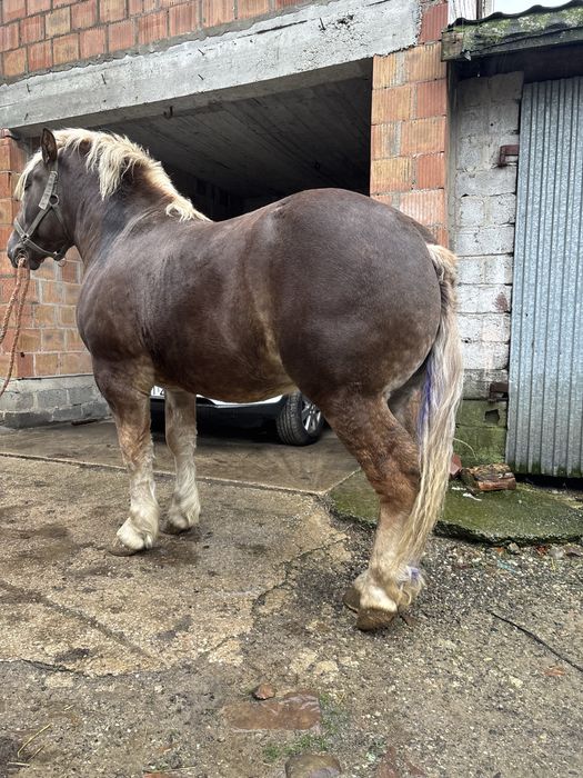 Sprzedam ogier zimnokrwisty 2 lata