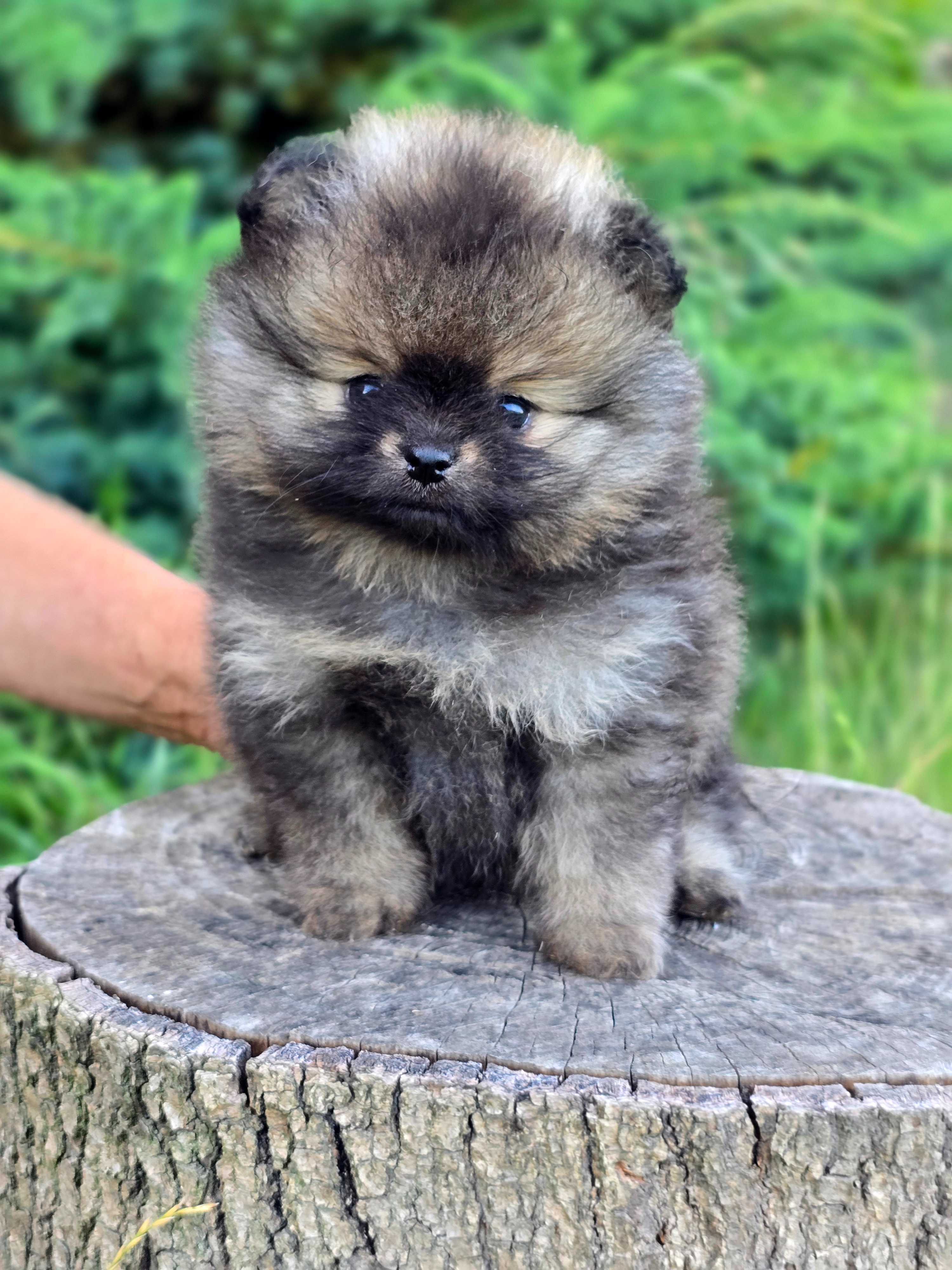 TOP  Szpic Miniaturowy Pomeranian ZkwP/FCI