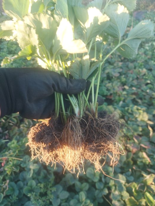 Рассада клубники разных сортов