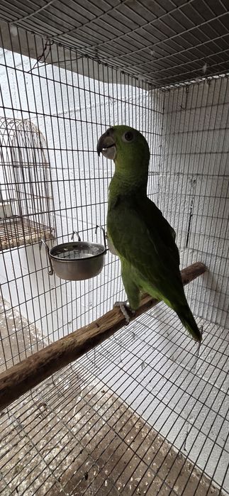 Amazona auropaliatta