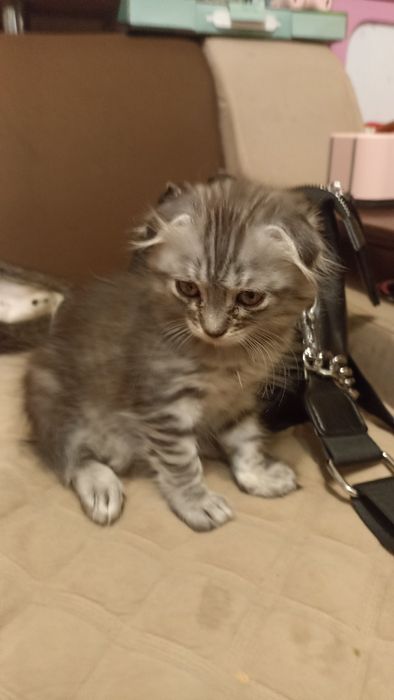 Безкоштовний антидепресант:)
