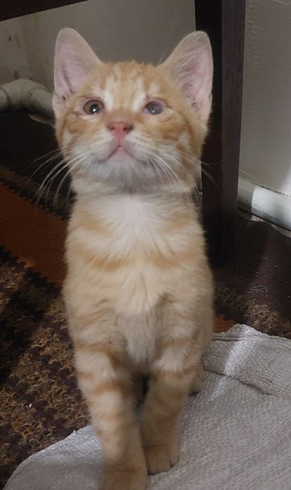 Котик и кошечки в хорошие руки